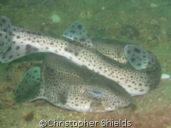 sleeping dog fish, taken off lamlash bay isle of arran sc... by Christopher Shields 